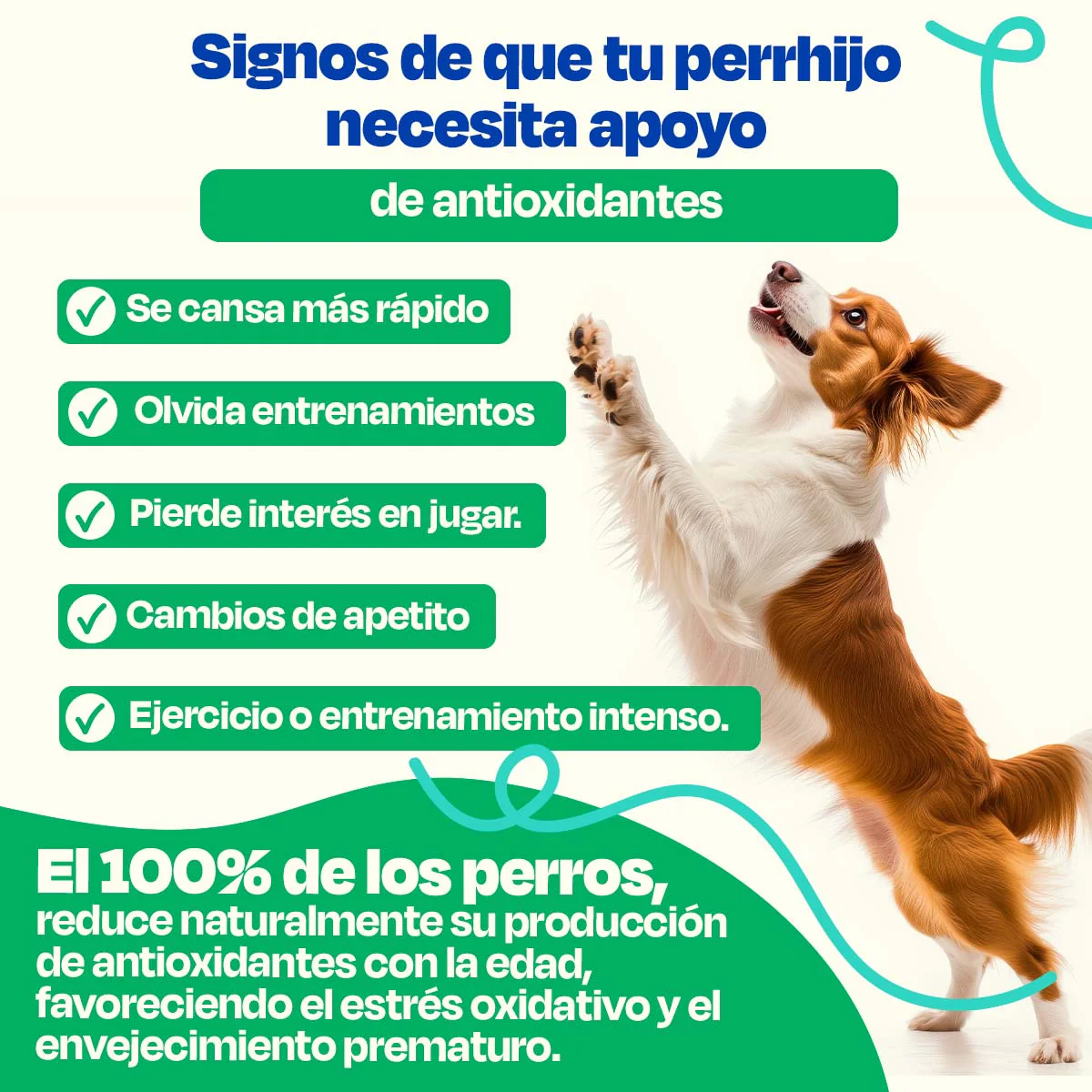 Antioxidante para Perros - Antiox Blend - Image 3
