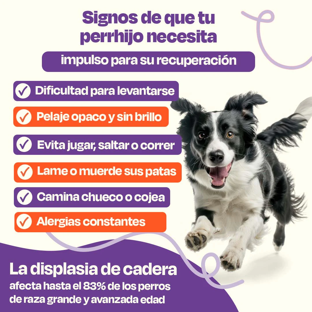 Kit de Recuperación para Perros - Recovery Kit - Image 3