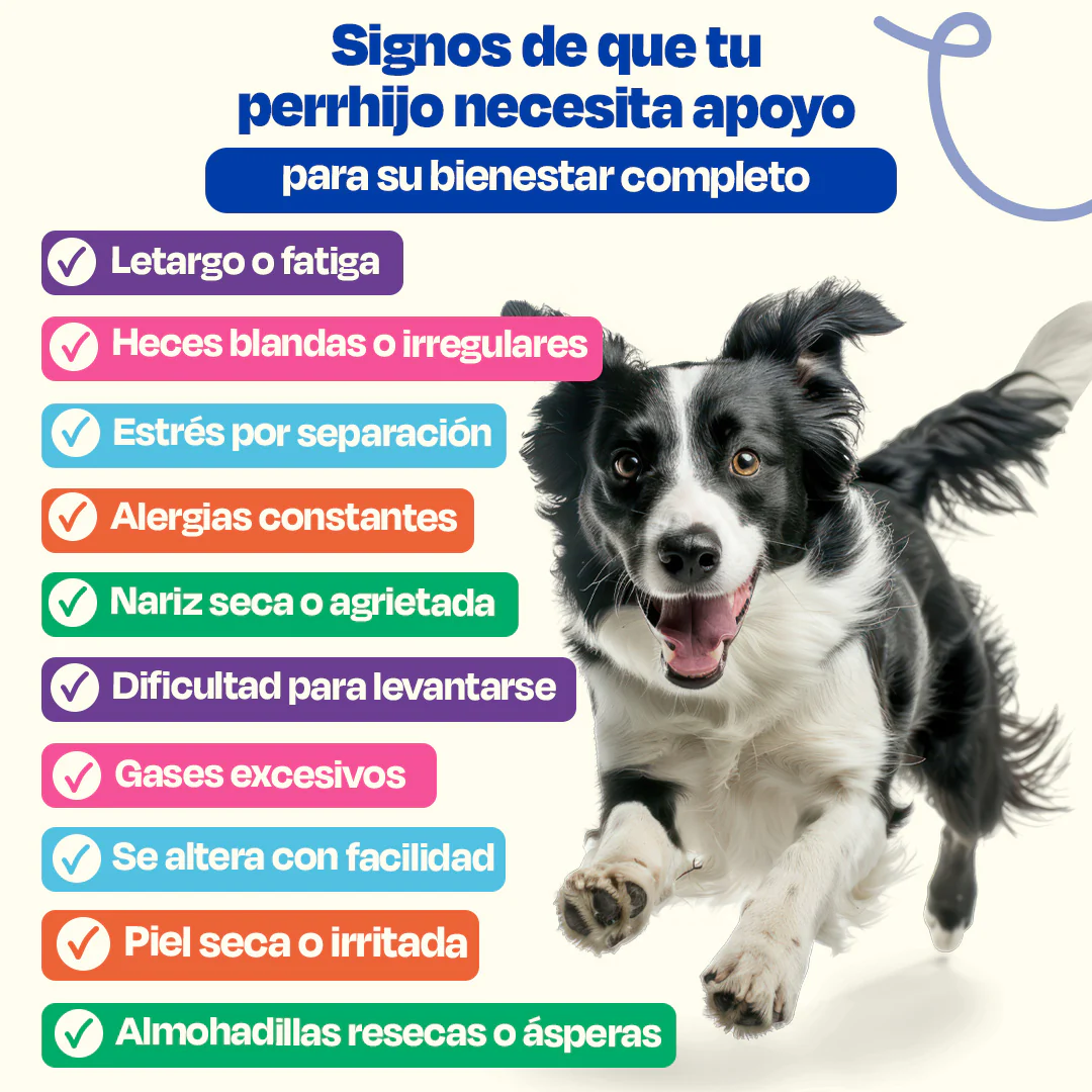Kit del Perro Sano - Ultimate Wellness Kit - Image 12