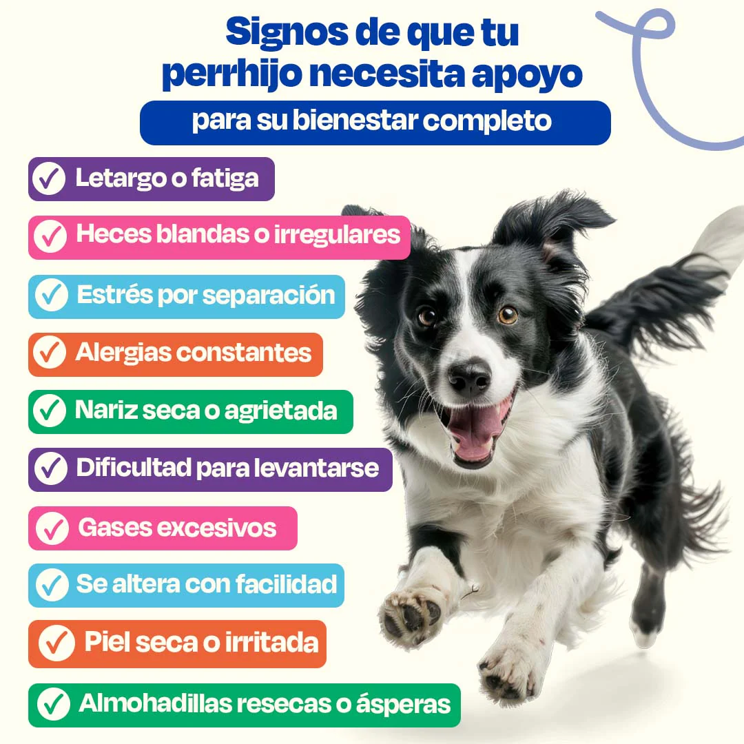 Kit del Perro Sano - Ultimate Wellness Kit - Image 3